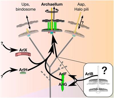 How Did the Archaellum Get Its Rotation?